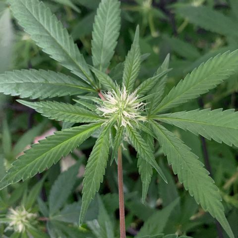 Og24k E2 growlog photo: Ultima pulverización con preventivo! 