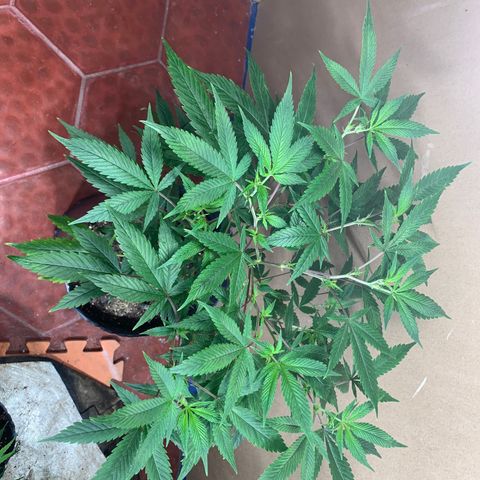 Sweet Zenzation growlog photo: La planta formó una muy buena estructura luego de la poda apical y transplante. Muestra signos de amarillentamiento en las hojas bajas iniciando desde la punta de los foliolos y extendiéndose hacia el centro de la hoja. 
Los nuevos brotes muestran una buena coloración.
Se riega con brew 