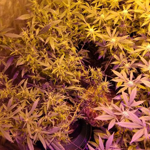 Og24k E2 growlog photo: Og24k-  Vienen en excelente estado de salud las 12 plantas. Tallos verdes. No hay precencia de plaga. Cobertura casi completa del dosel. Buen ritmo de engorde. Buena coloración de flores y hojas. Se riega con agua suplementada con calmag.