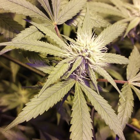 Og24k E2 growlog photo: Og24k-  Vienen en excelente estado de salud las 12 plantas. Tallos verdes. No hay precencia de plaga. Cobertura casi completa del dosel. Buen ritmo de engorde. Buena coloración de flores y hojas. Se riega con agua suplementada con calmag.