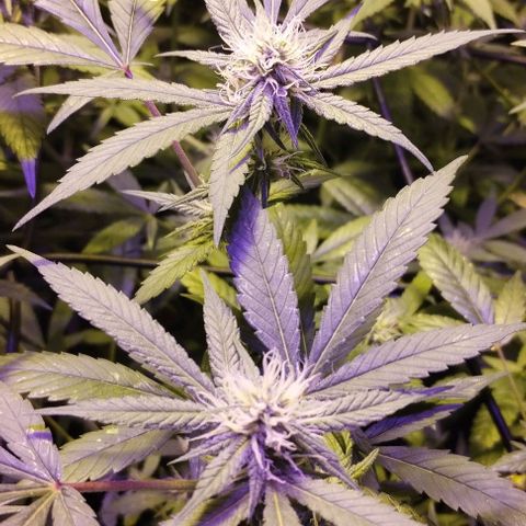 Og24k E2 growlog photo: Og24k-  Vienen en excelente estado de salud las 12 plantas. Tallos verdes. No hay precencia de plaga. Cobertura casi completa del dosel. Buen ritmo de engorde. Buena coloración de flores y hojas. Se riega con agua suplementada con calmag.