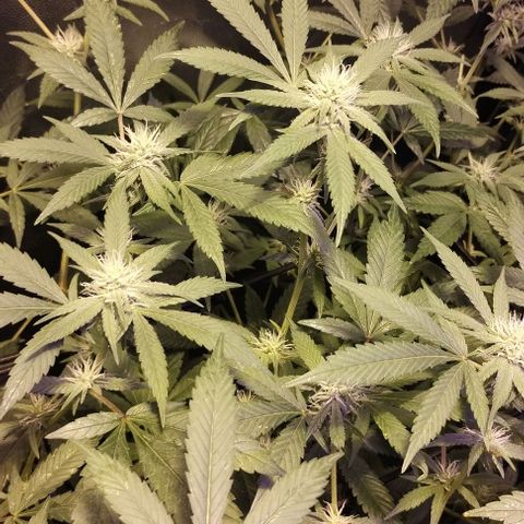 Og24k E2 growlog photo: Og24k-  Vienen en excelente estado de salud las 12 plantas. Tallos verdes. No hay precencia de plaga. Cobertura casi completa del dosel. Buen ritmo de engorde. Buena coloración de flores y hojas. Se riega con agua suplementada con calmag.