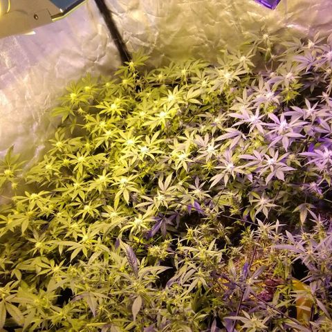 Og24k E2 growlog photo: Og24k-  Vienen en excelente estado de salud las 12 plantas. Tallos verdes. No hay precencia de plaga. Cobertura casi completa del dosel. Buen ritmo de engorde. Buena coloración de flores y hojas. Se riega con agua suplementada con calmag.