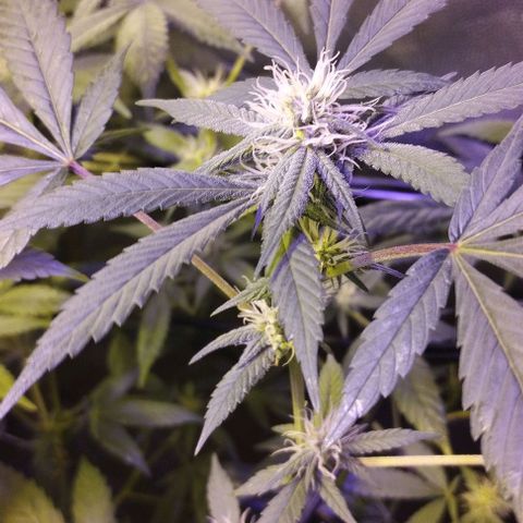 Og24k E2 growlog photo: Og24k-  Vienen en excelente estado de salud las 12 plantas. Tallos verdes. No hay precencia de plaga. Cobertura casi completa del dosel. Buen ritmo de engorde. Buena coloración de flores y hojas. Se riega con agua suplementada con calmag.
