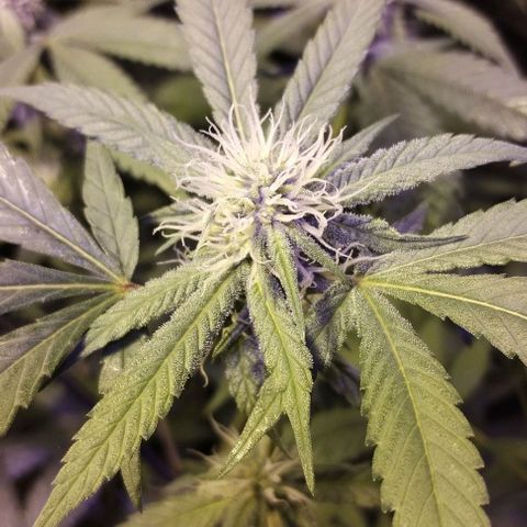 Og24k E2 growlog photo: Og24k-  Vienen en excelente estado de salud las 12 plantas. Tallos verdes. No hay precencia de plaga. Cobertura casi completa del dosel. Buen ritmo de engorde. Buena coloración de flores y hojas. Se riega con agua suplementada con calmag.