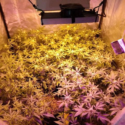 Og24k E2 growlog photo: Og24k-  Vienen en excelente estado de salud las 12 plantas. Tallos verdes. No hay precencia de plaga. Cobertura casi completa del dosel. Buen ritmo de engorde. Buena coloración de flores y hojas. Se riega con agua suplementada con calmag.