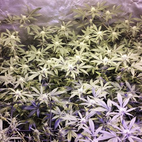Og24k E2 growlog photo: Og24k-  Vienen en excelente estado de salud las 12 plantas. Tallos verdes. No hay precencia de plaga. Cobertura casi completa del dosel. Buen ritmo de engorde. Buena coloración de flores y hojas. Se riega con agua suplementada con calmag.