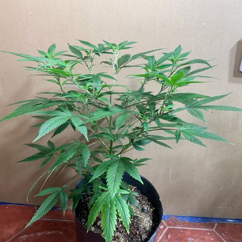 Sweet Zenzation growlog photo: La planta formó una muy buena estructura luego de la poda apical y transplante. Muestra signos de amarillentamiento en las hojas bajas iniciando desde la punta de los foliolos y extendiéndose hacia el centro de la hoja. 
Los nuevos brotes muestran una buena coloración.
Se riega con brew 