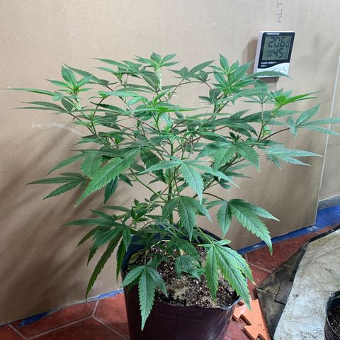 Sweet Zenzation growlog photo: La planta formó una muy buena estructura luego de la poda apical y transplante. Muestra signos de amarillentamiento en las hojas bajas iniciando desde la punta de los foliolos y extendiéndose hacia el centro de la hoja. 
Los nuevos brotes muestran una buena coloración.
Se riega con brew 