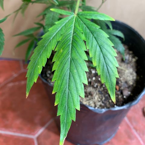 Sweet Zenzation growlog photo: La planta formó una muy buena estructura luego de la poda apical y transplante. Muestra signos de amarillentamiento en las hojas bajas iniciando desde la punta de los foliolos y extendiéndose hacia el centro de la hoja. 
Los nuevos brotes muestran una buena coloración.
Se riega con brew 