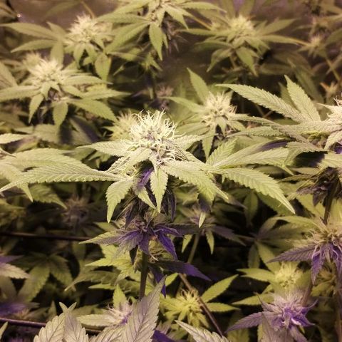 Og24k E2 growlog timeline photo