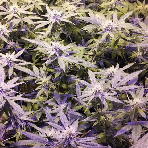 Og24k E2 growlog timeline photo