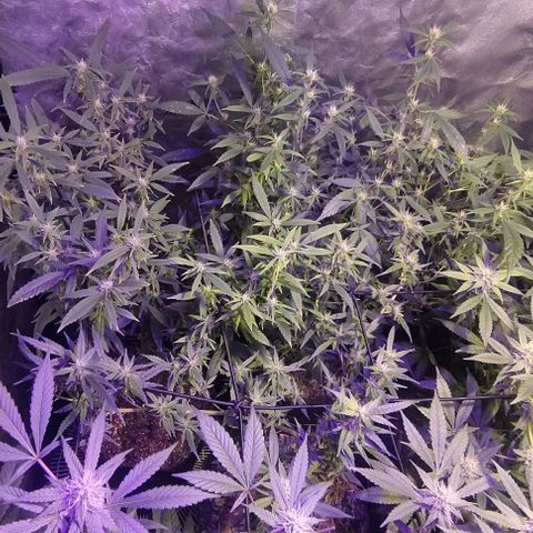 Og24k E2 growlog timeline photo