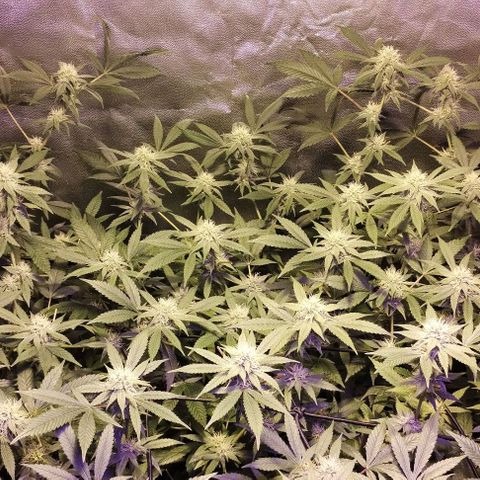 Og24k E2 growlog timeline photo