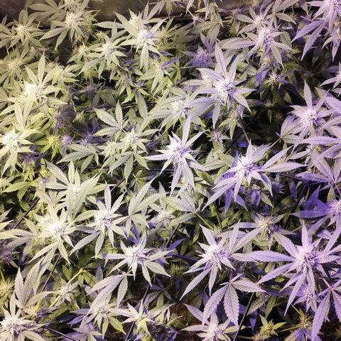 Og24k E2 growlog timeline photo