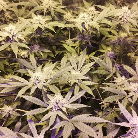 Og24k E2 growlog timeline photo