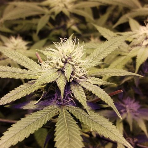 Og24k E2 growlog timeline photo