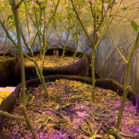 Og24k E2 growlog timeline photo