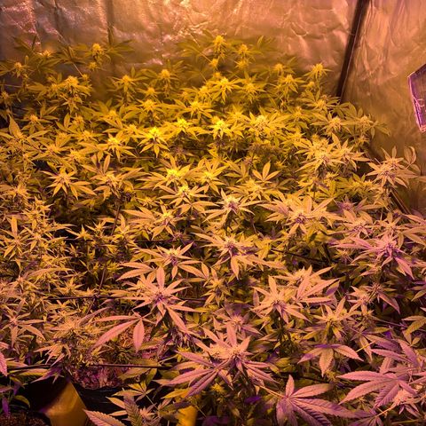 Og24k E2 growlog timeline photo