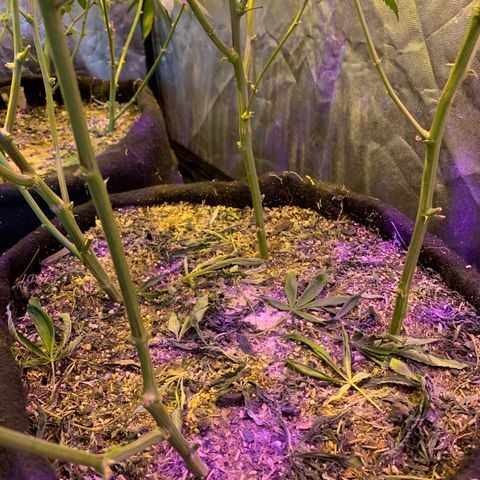 Og24k E2 growlog timeline photo