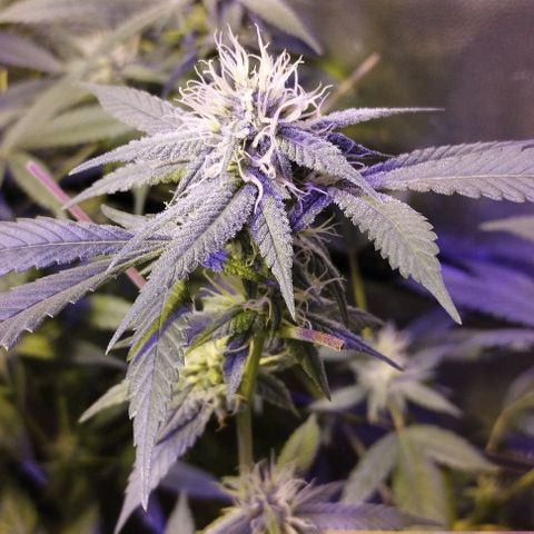 Og24k E2 growlog timeline photo