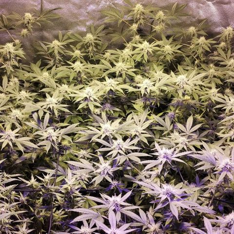 Og24k E2 growlog timeline photo