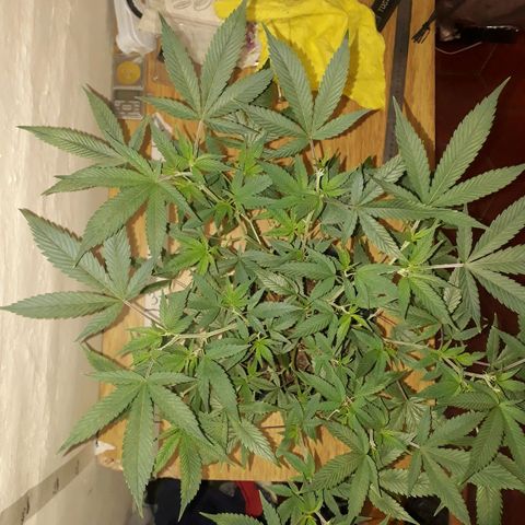 Sweet Zenzation growlog timeline photo