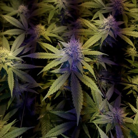 Og24k E2 growlog photo: Riego superficial