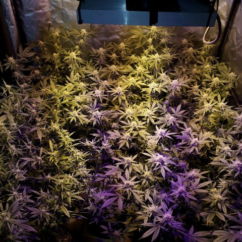 Og24k E2 growlog photo: Riego superficial