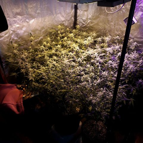 Og24k E2 growlog photo: Riego superficial
