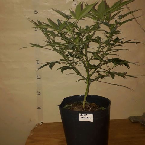 Sweet Zenzation growlog timeline photo
