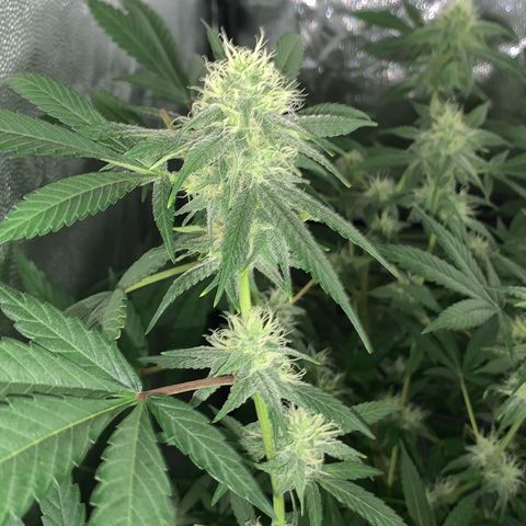 Og24k E2 growlog timeline photo