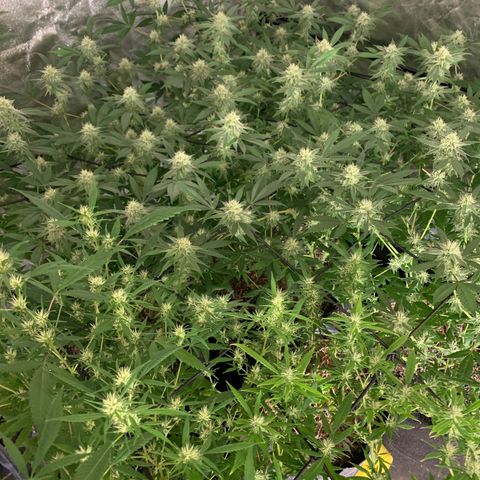 Og24k E2 growlog timeline photo