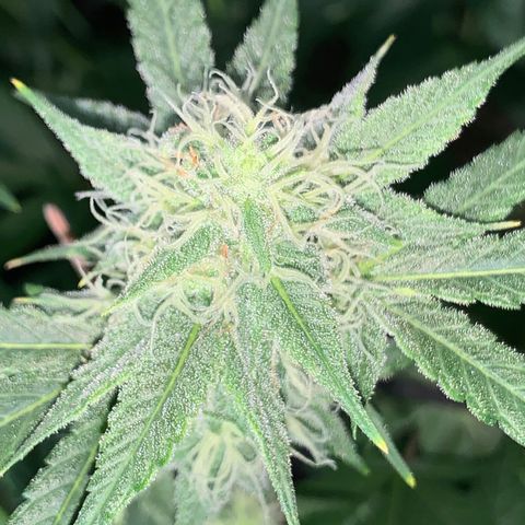 Og24k E2 growlog timeline photo