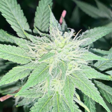 Og24k E2 growlog timeline photo
