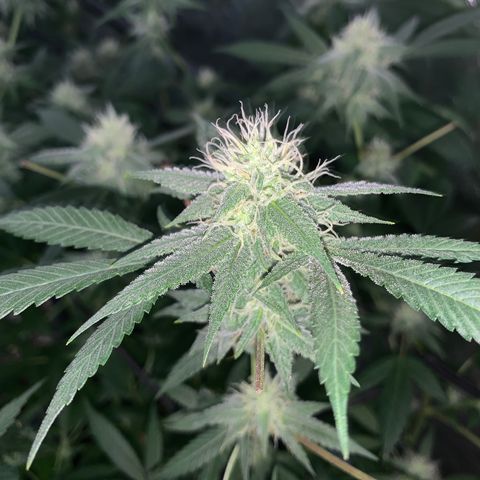 Og24k E2 growlog timeline photo