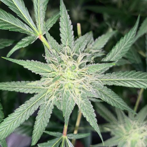 Og24k E2 growlog timeline photo