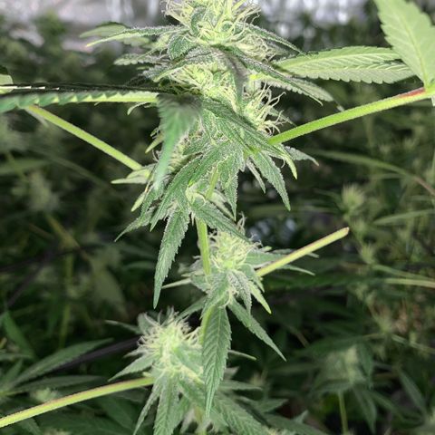 Og24k E2 growlog timeline photo