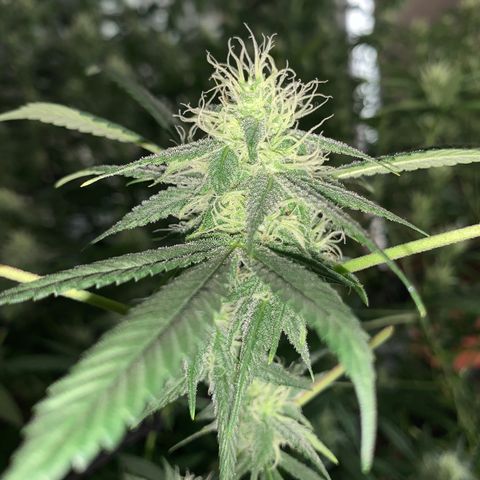 Og24k E2 growlog timeline photo