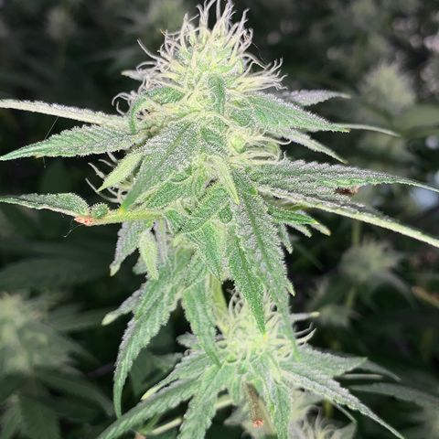 Og24k E2 growlog timeline photo