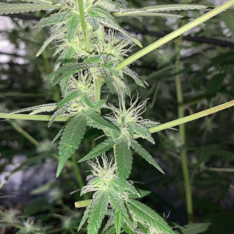 Og24k E2 growlog timeline photo