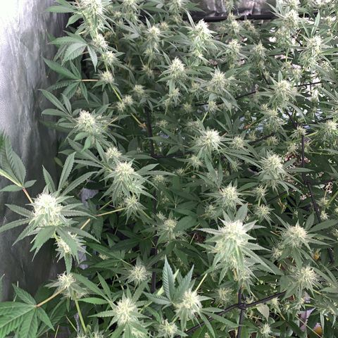 Og24k E2 growlog timeline photo