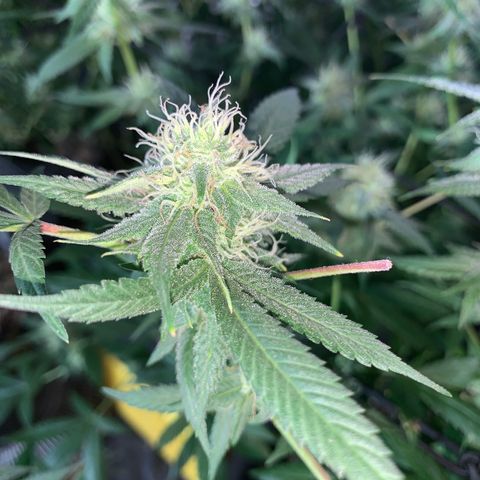 Og24k E2 growlog timeline photo