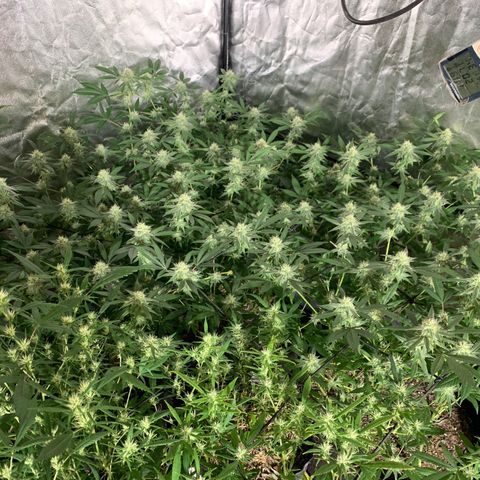 Og24k E2 growlog timeline photo