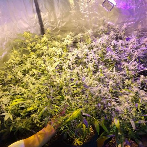 Og24k E2 growlog timeline photo