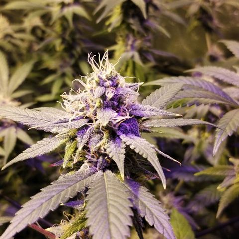 Og24k E2 growlog timeline photo