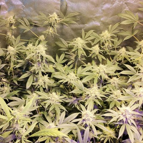 Og24k E2 growlog timeline photo