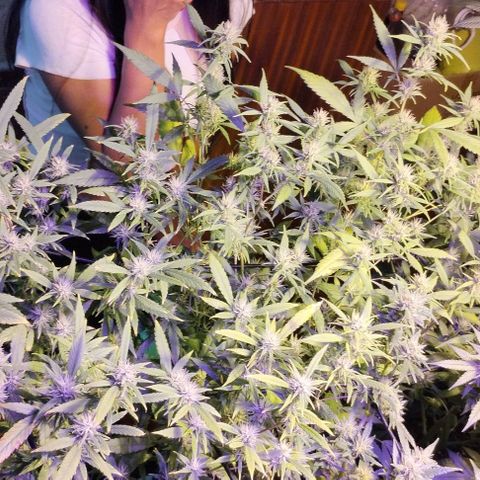 Og24k E2 growlog timeline photo