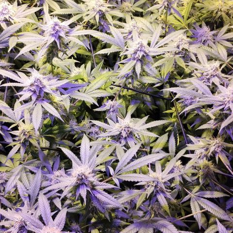 Og24k E2 growlog timeline photo