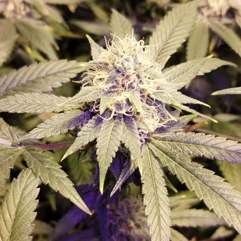 Og24k E2 growlog timeline photo